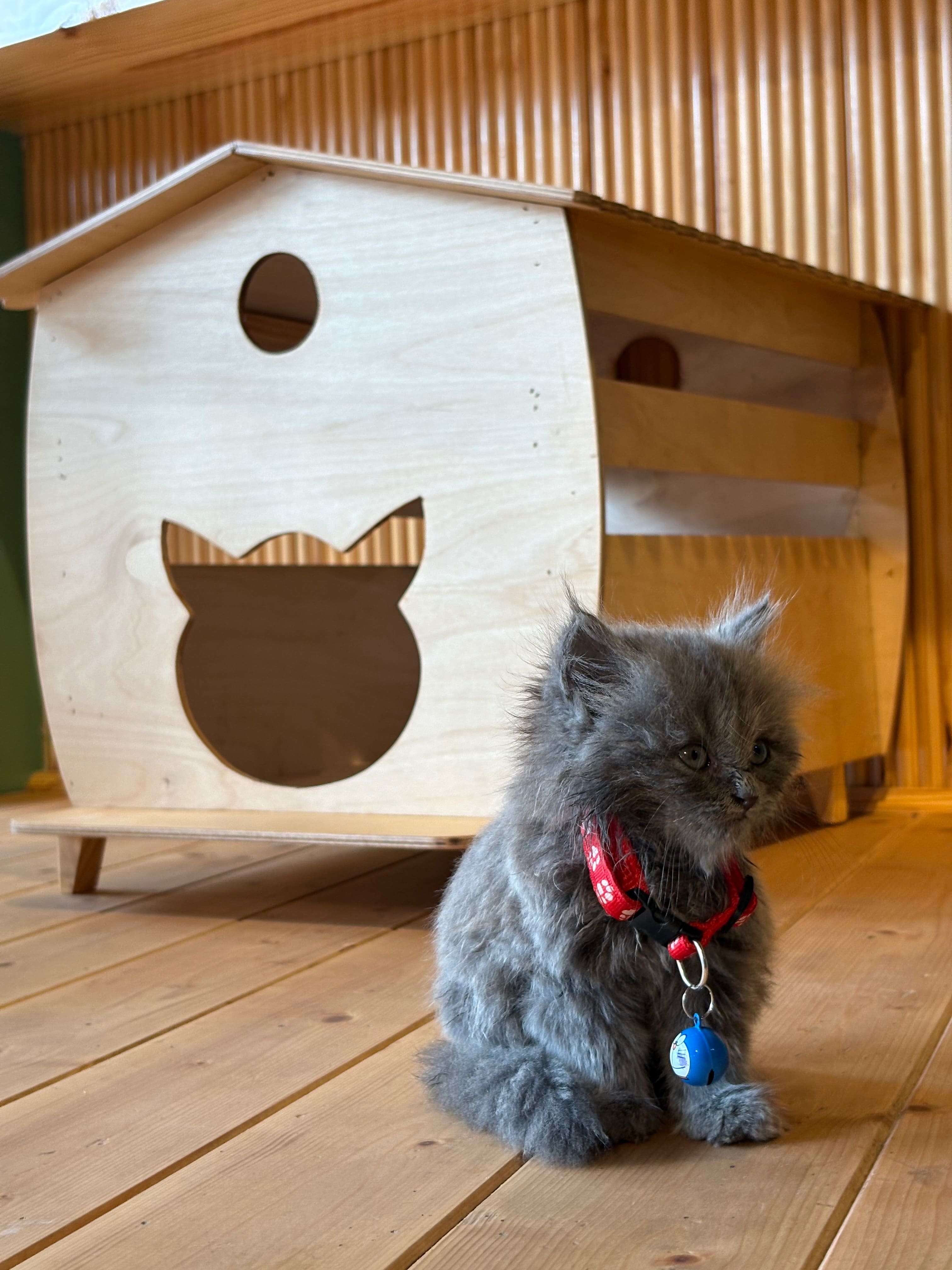 The Cat Cabin