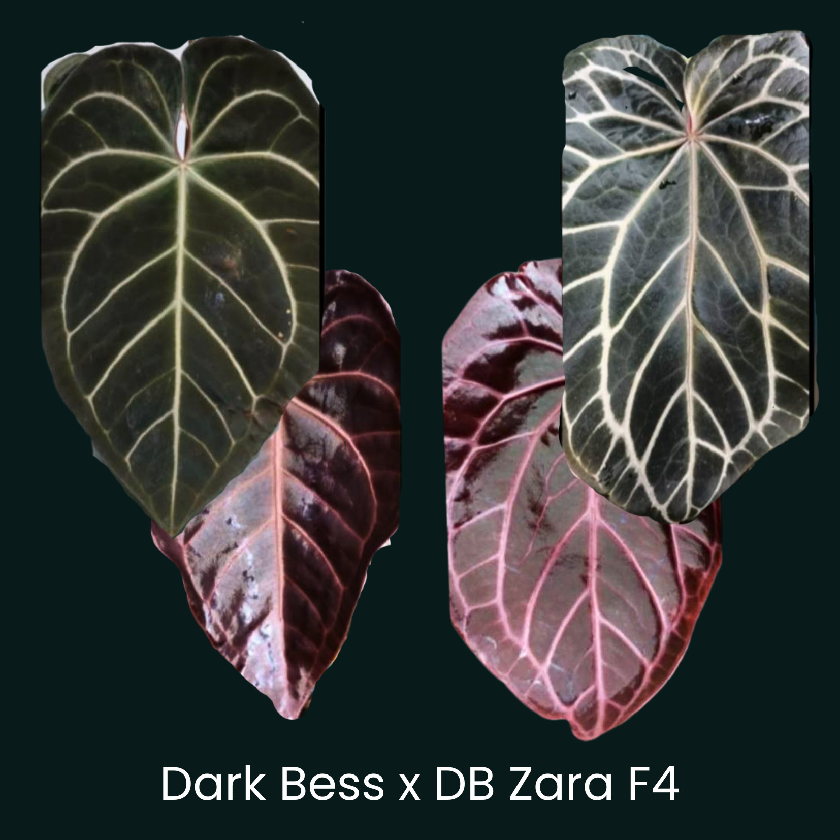 Dark Bess x Doc Block Zara F4