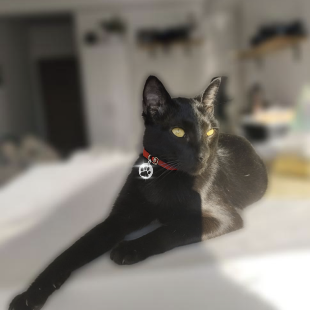 Huella Mascota Anti EMF CEM