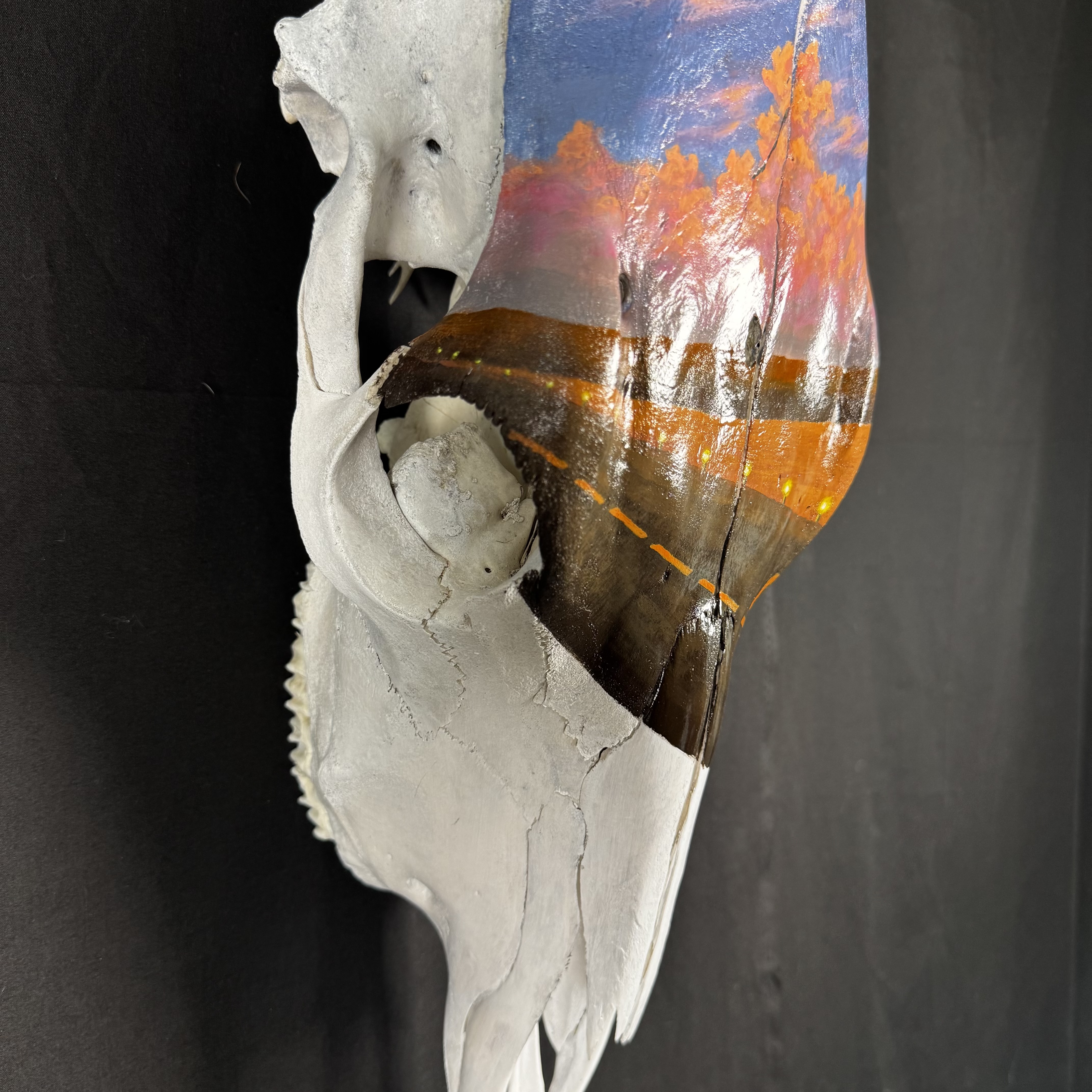 (Cessna) Plane Runway Hand-Painted Cow Skull Decor