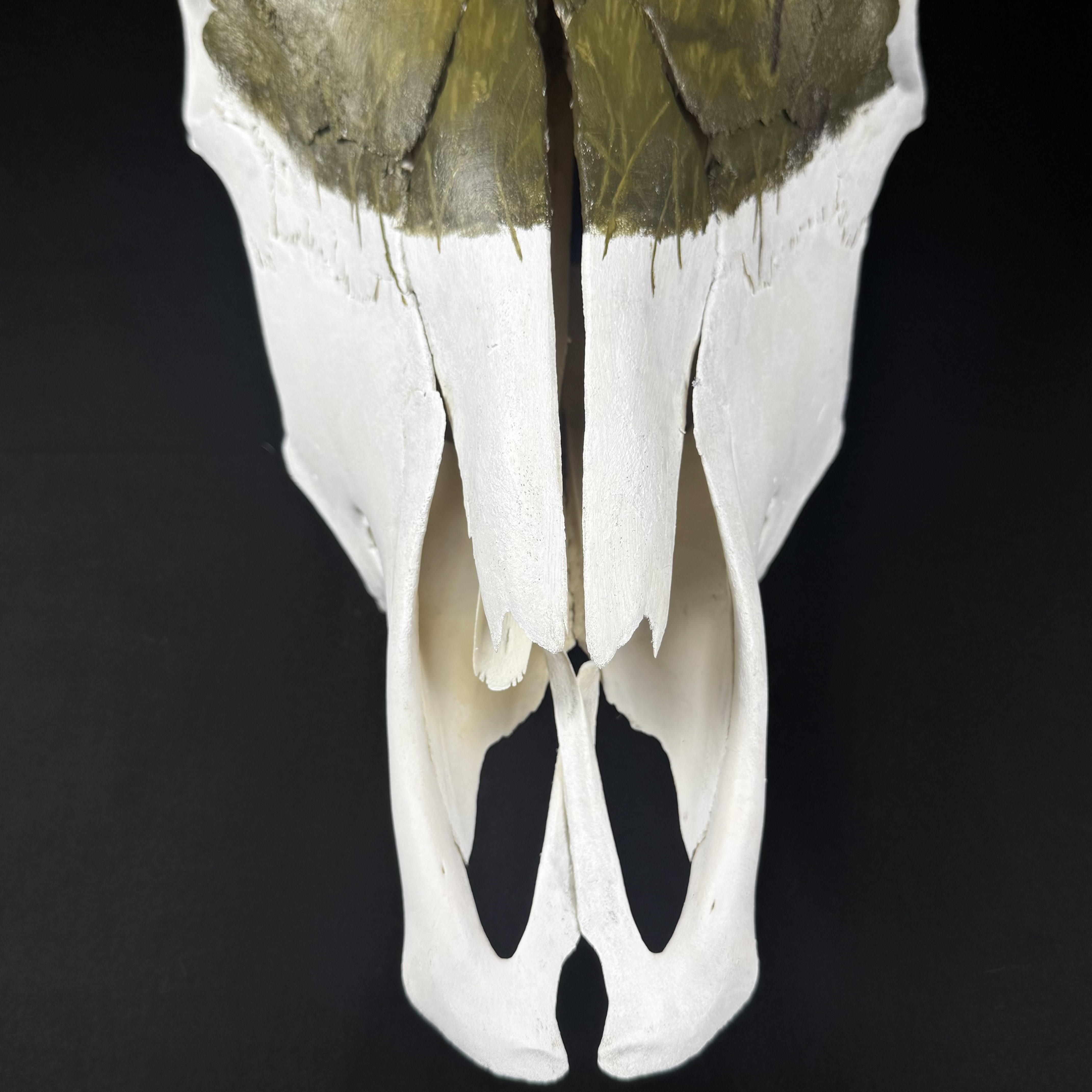 (Thunder Field) Hand-Painted Cow Skull Decor