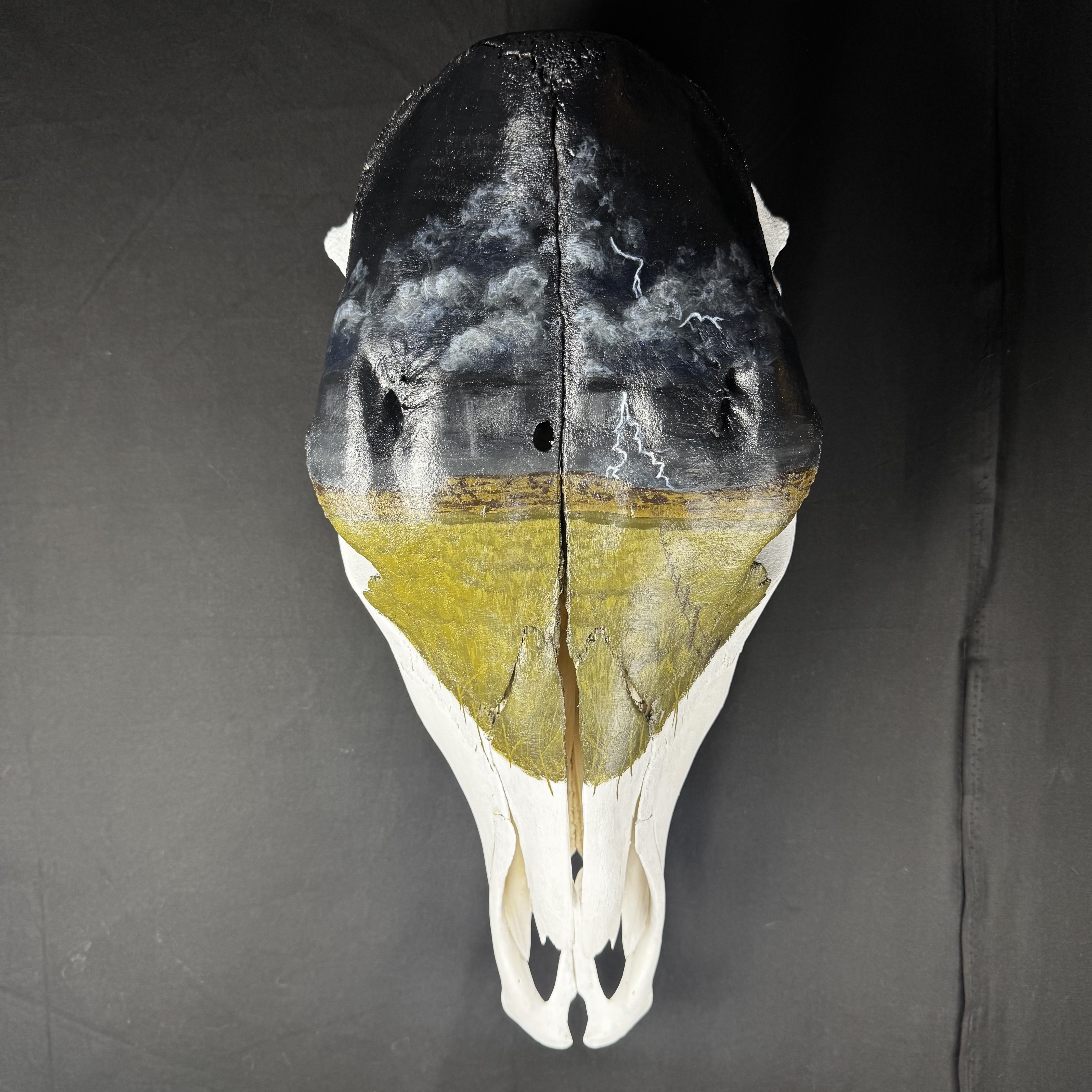 (Thunder Field) Hand-Painted Cow Skull Decor