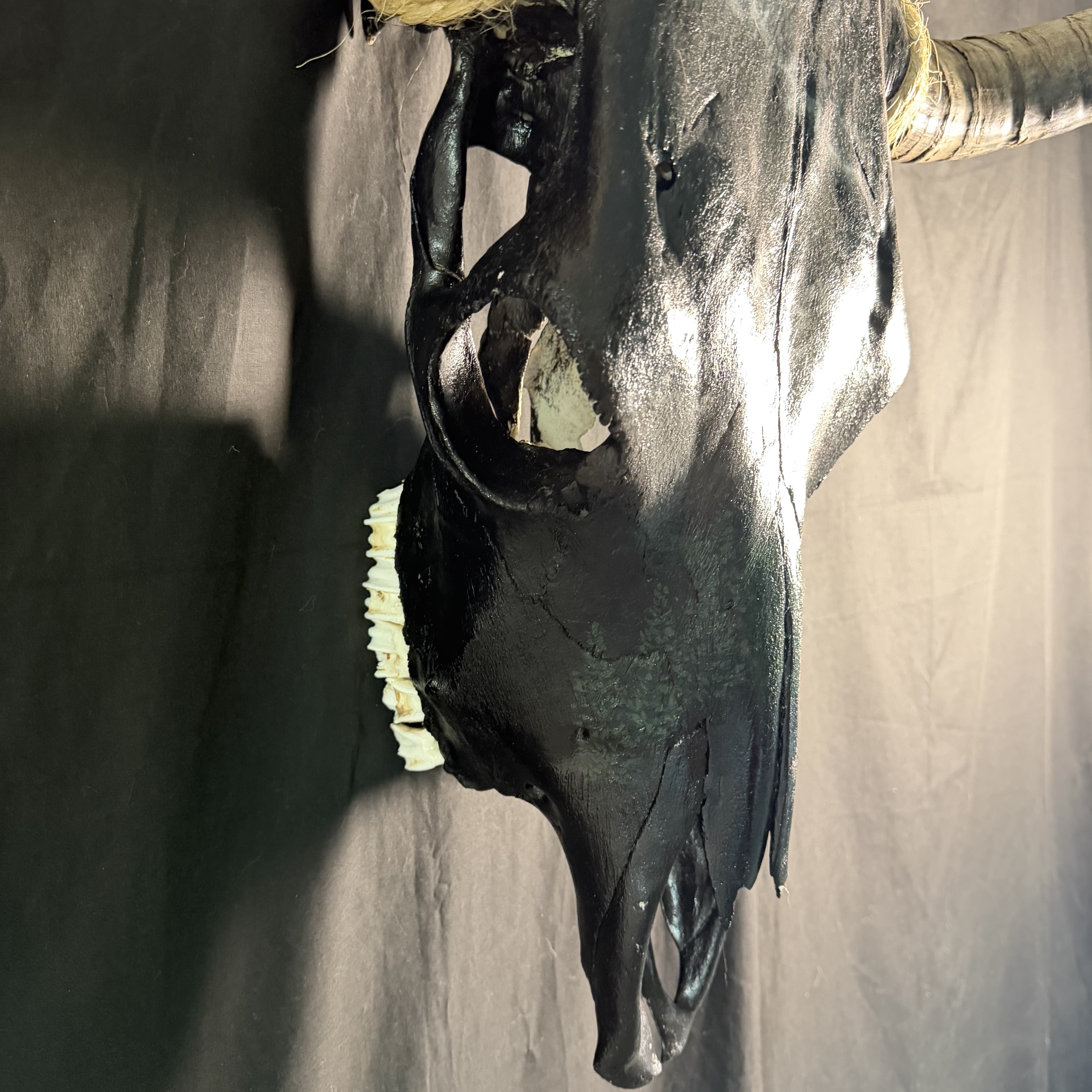 PICK UP ONLY (Alpine) Decorative Bull Skull Wall Mount