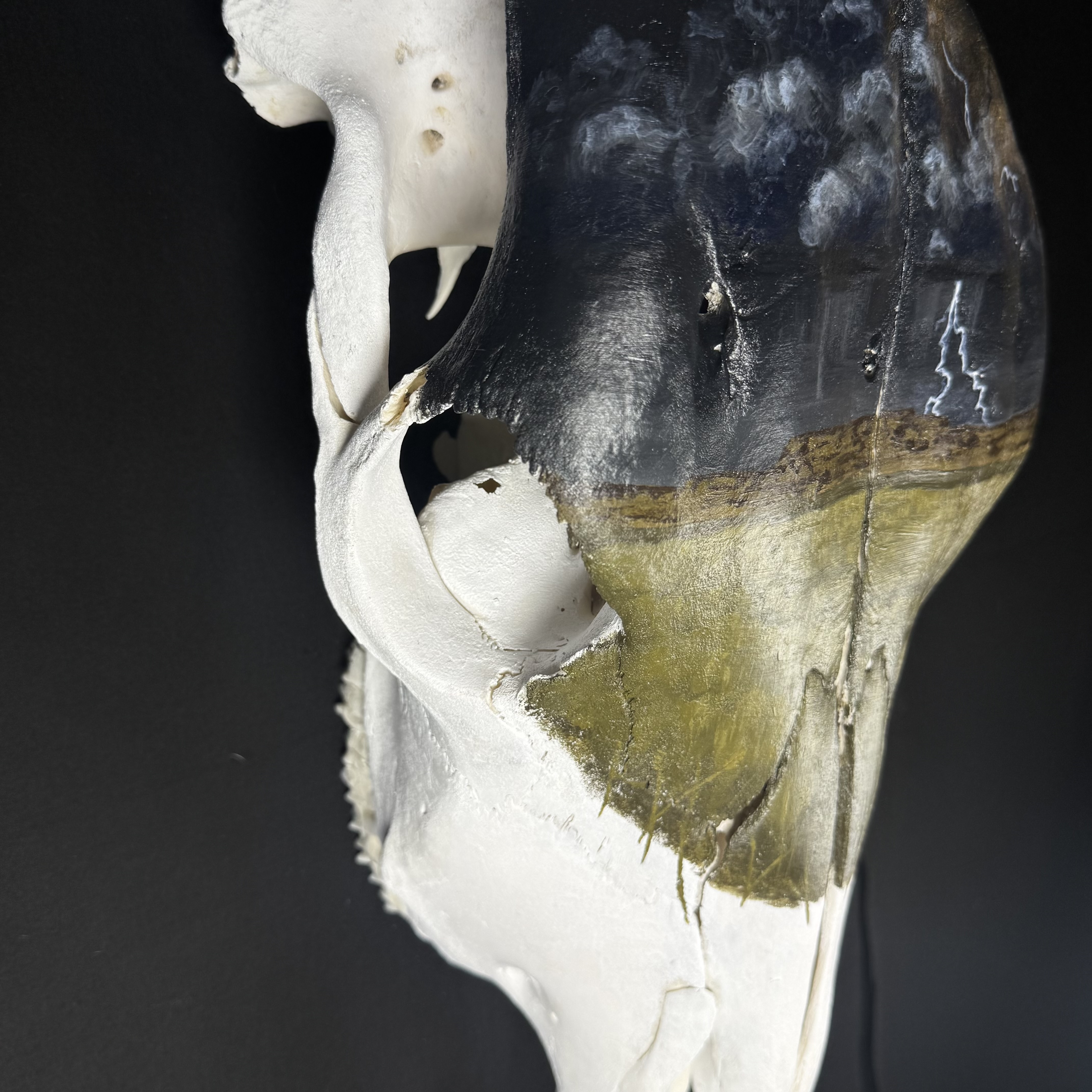 (Thunder Field) Hand-Painted Cow Skull Decor