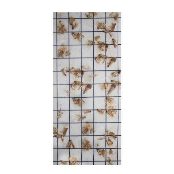 Moth Hanger & Clothes Moth Pads – 10 Pack