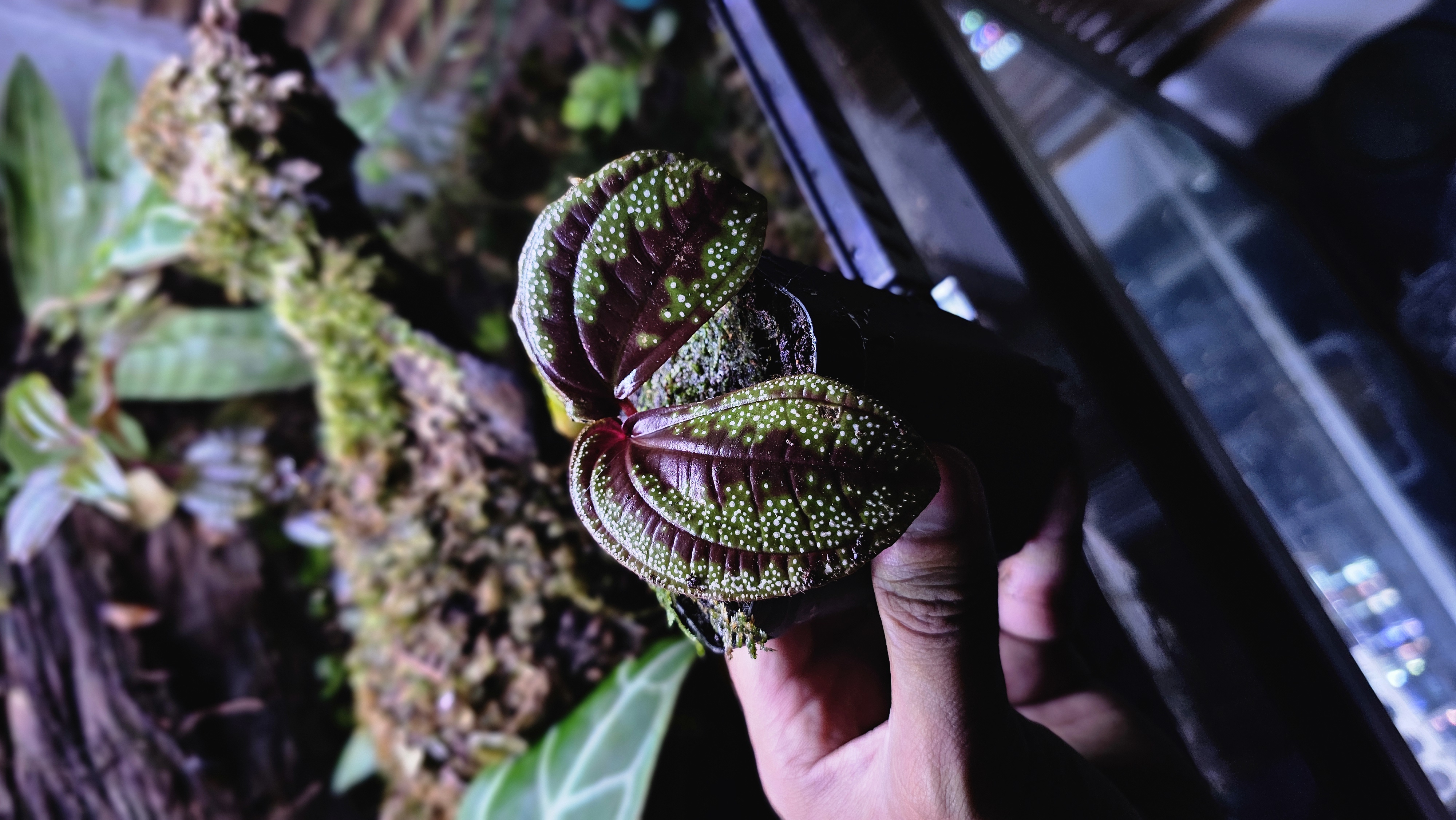 Sonerila sp. Galaxy Arms