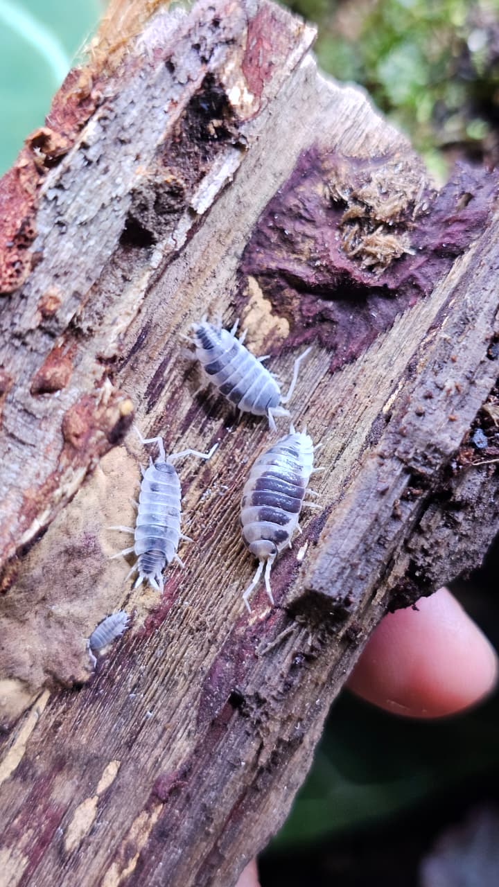 Porcellio laevis “Dairy Cow”