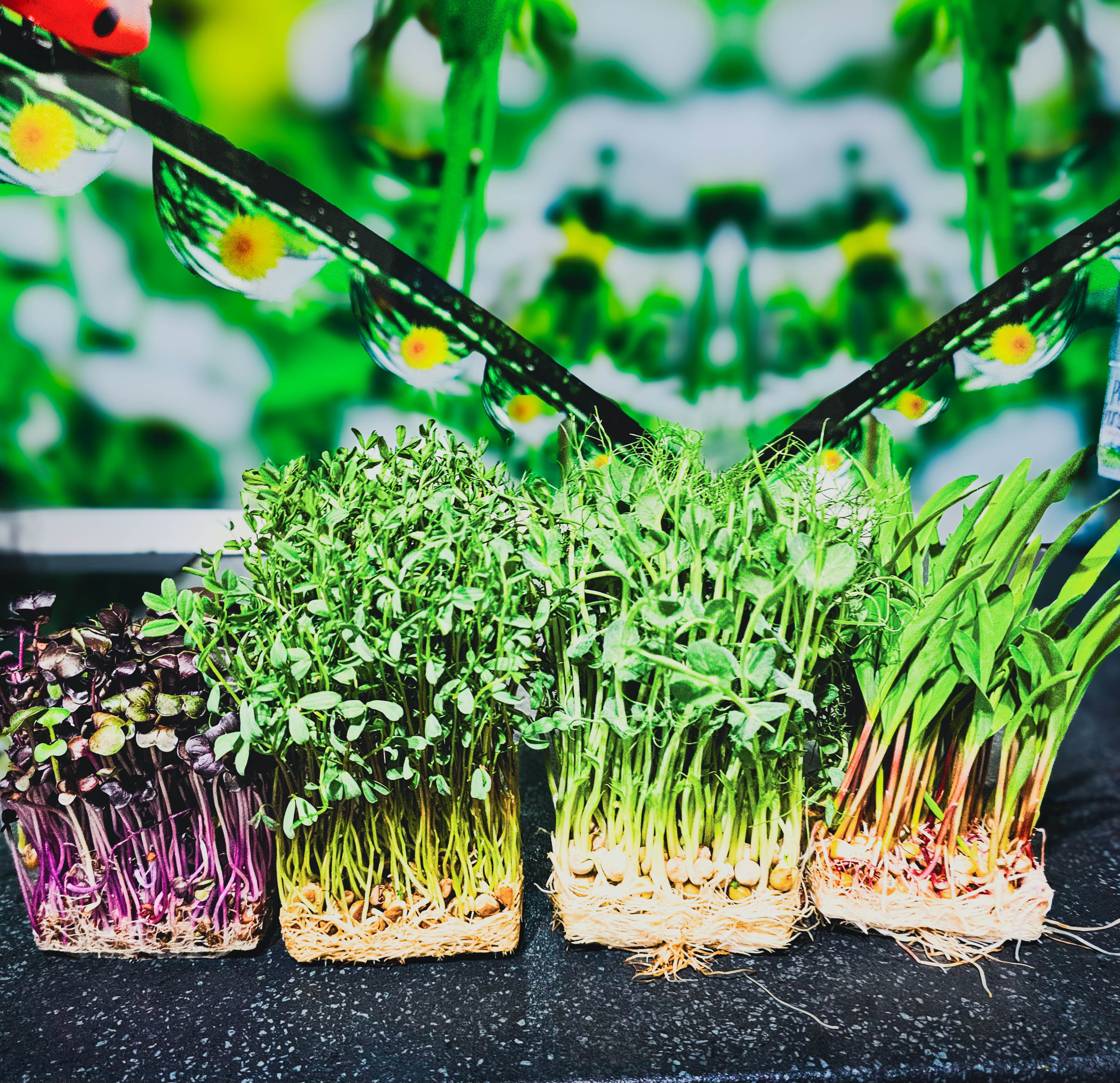 🌿 Microgreens ➡️ Microverdețuri 🥗