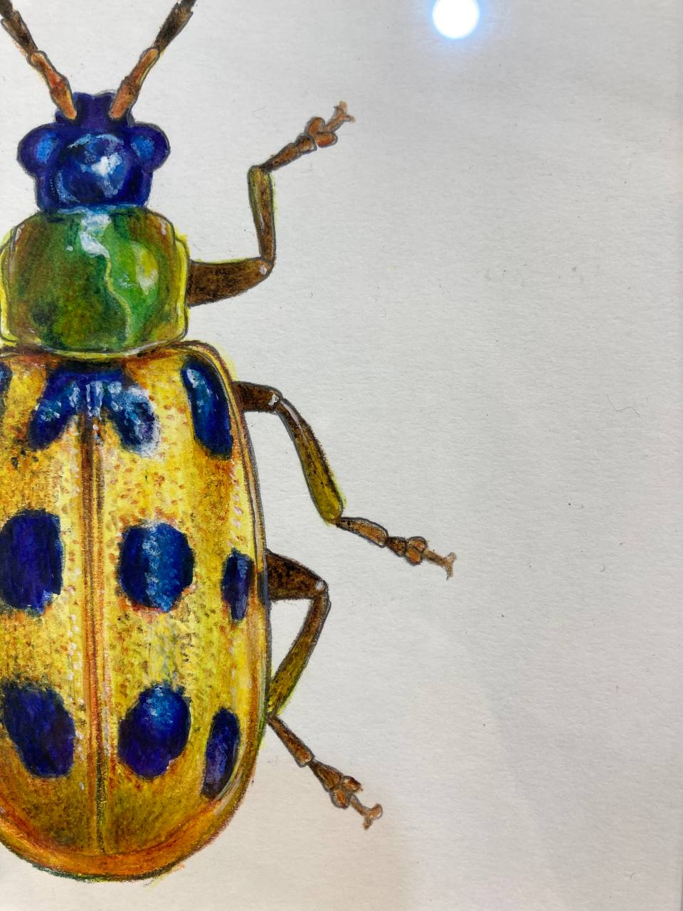 "Жовтий жук  з крапочками / Yellow beetle with dots" 2024