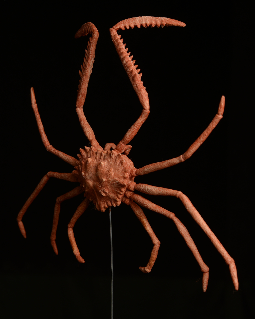 " Краб \ Сrab " 2024