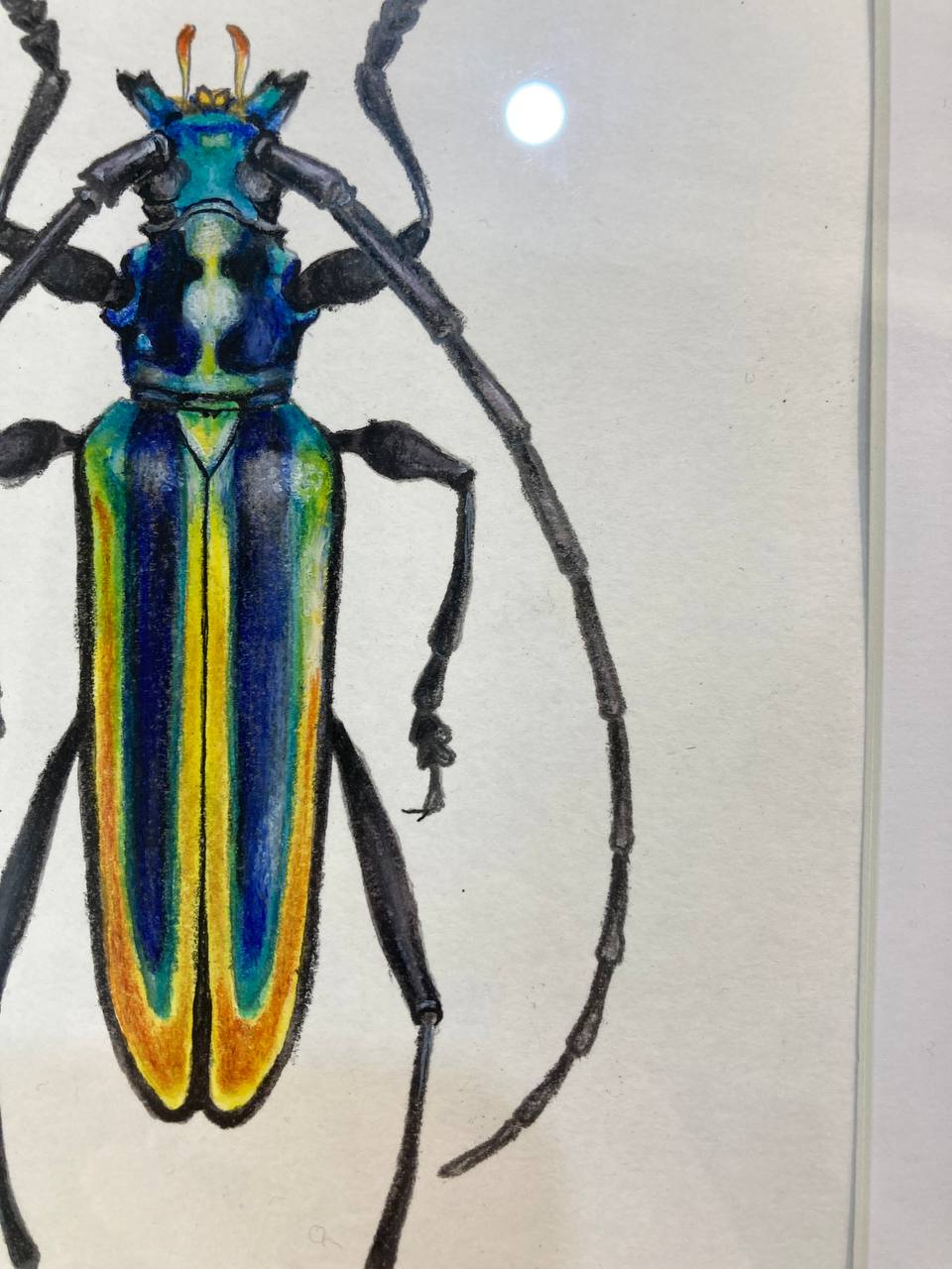 " Жук кольорів прапору / Flag colours beetle " 2024