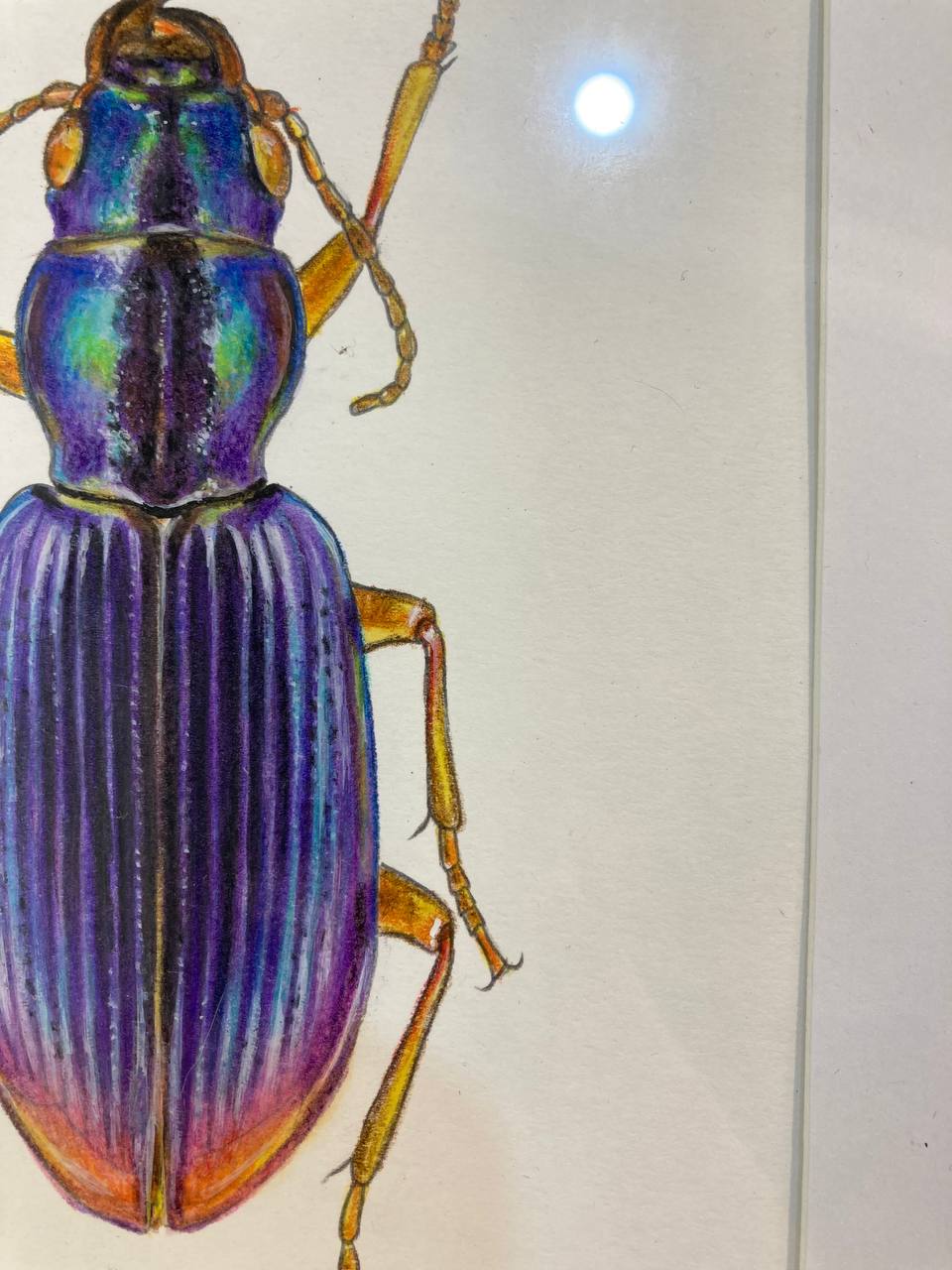 "Бузковий жук / Purple beetle" 2024