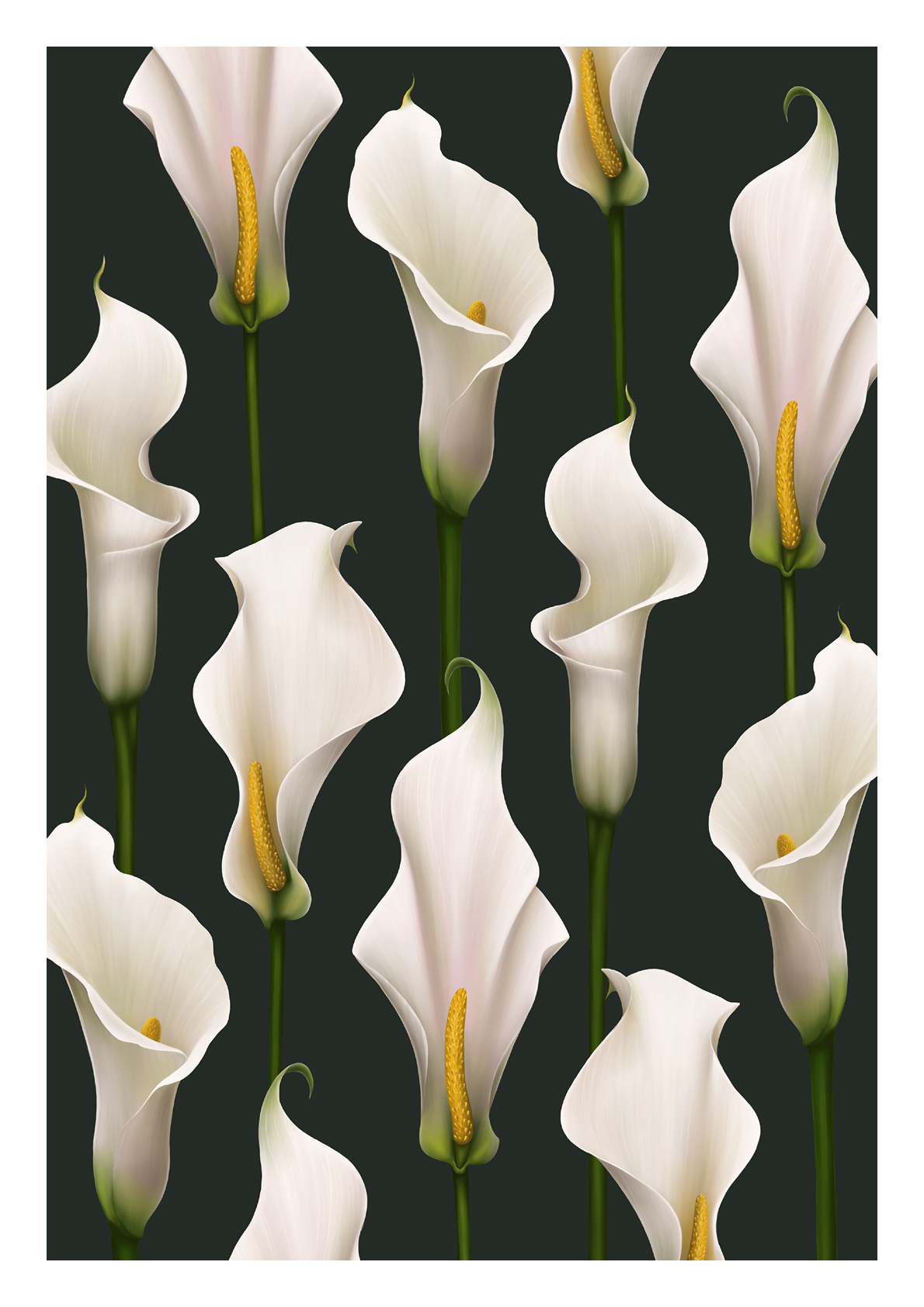 " КАЛЛИ \ CALLAS " 2023