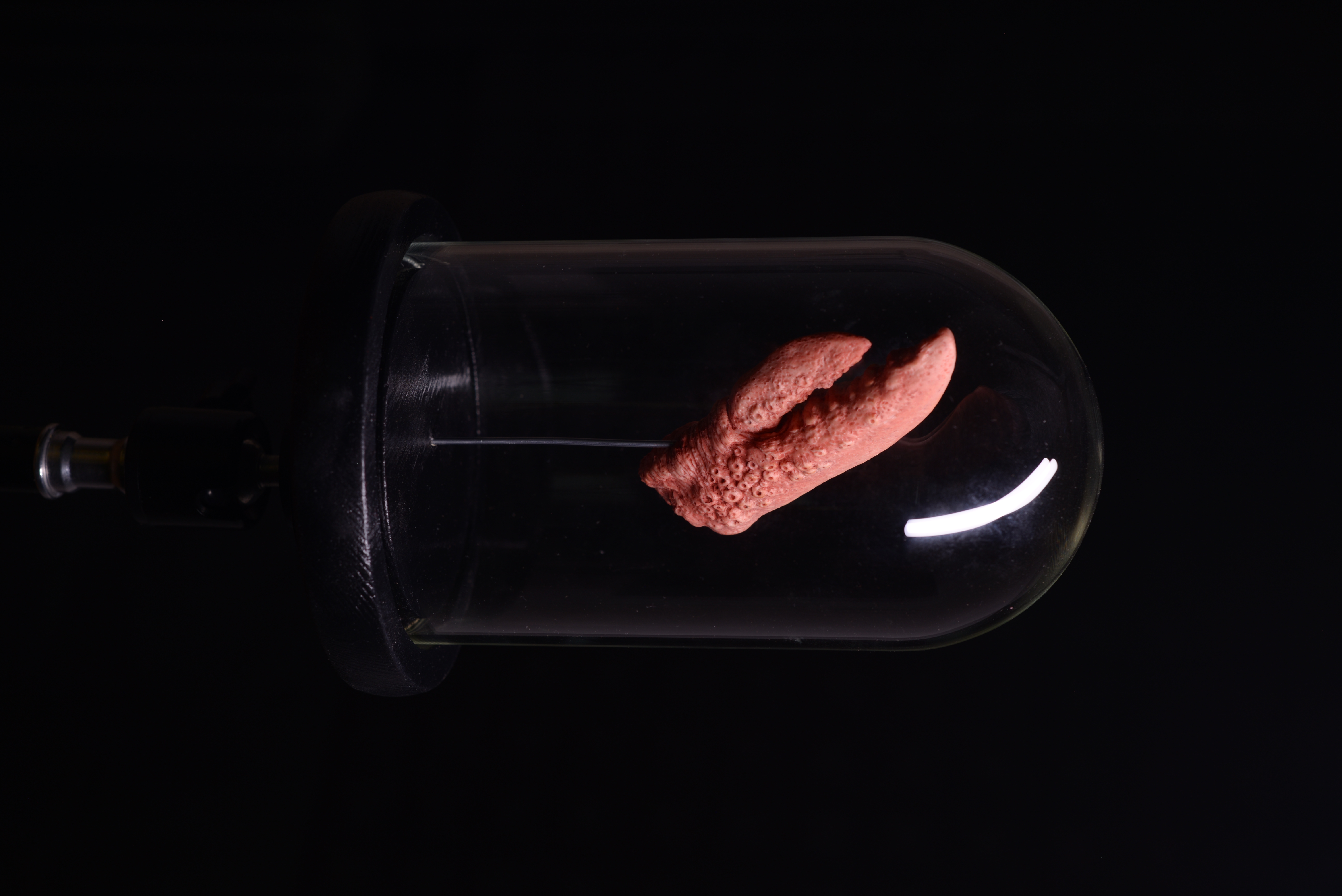 «Claw xenomorph» 2025 