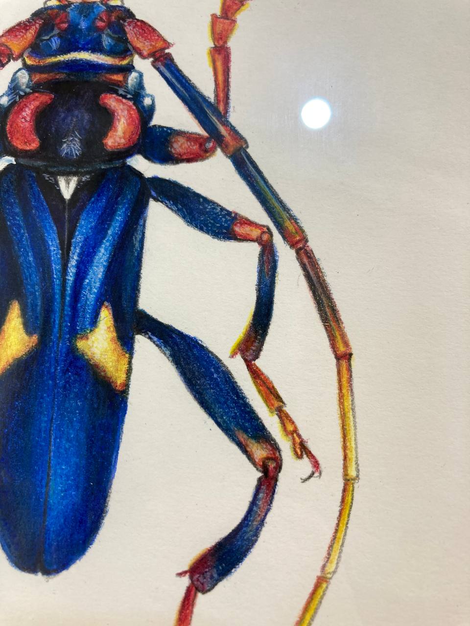 " Жук як тарган / Beetle as cockroach " 2024