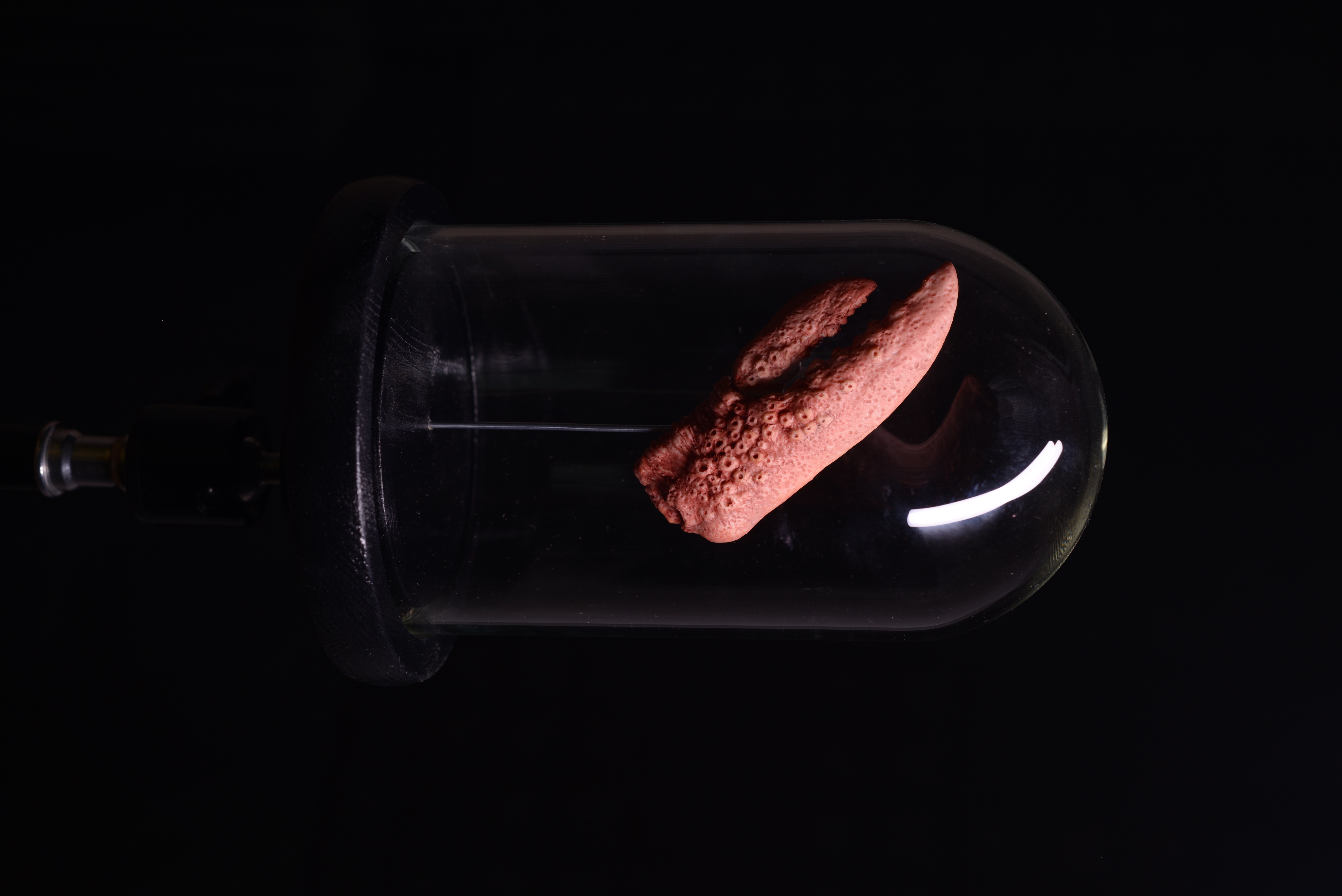 «Claw xenomorph» 2025 