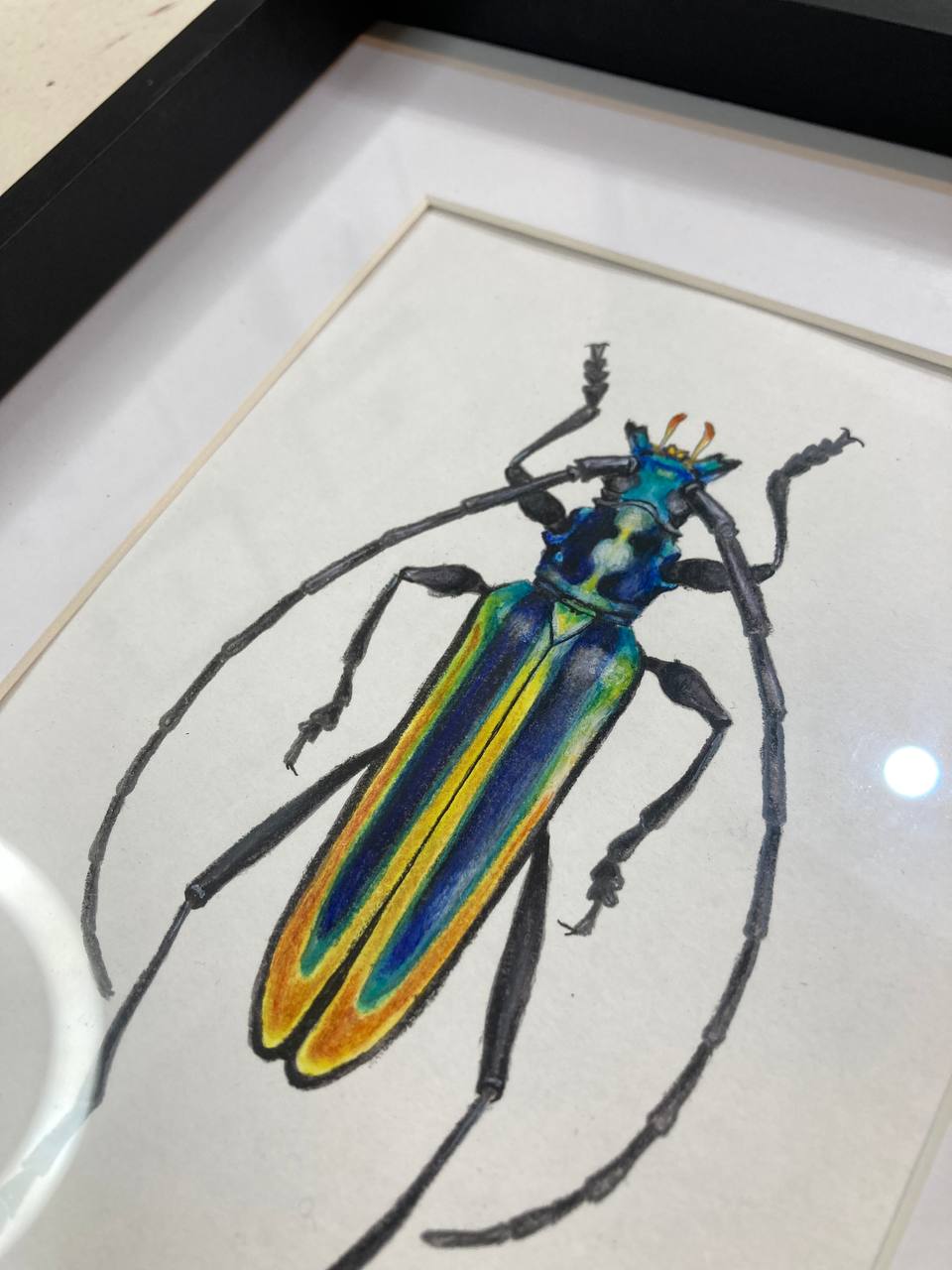 " Жук кольорів прапору / Flag colours beetle " 2024