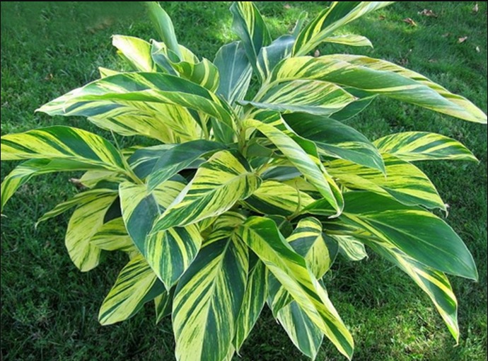 Alpinia zerumbet