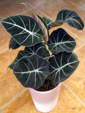 Alocacia Black