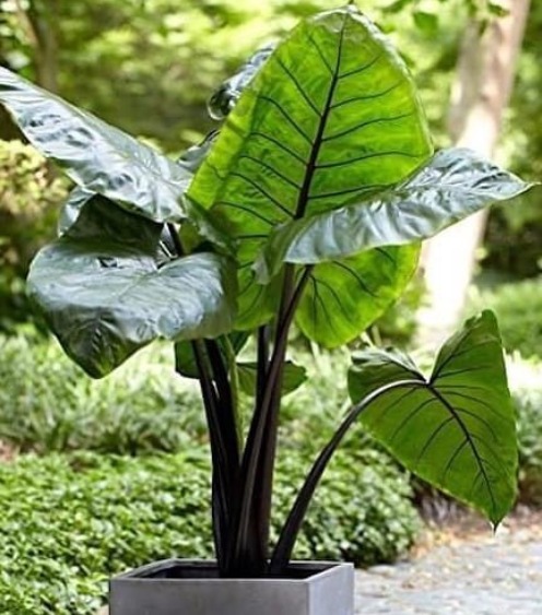 Alocacia Canilla Negra