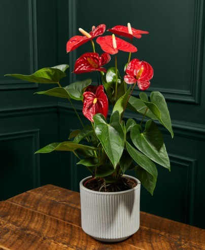 Anthurium