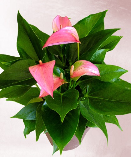 Anthurium Petit