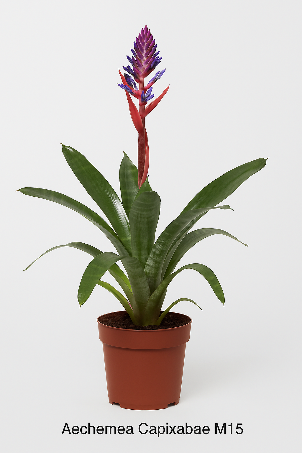 Aechmea Capixabae 