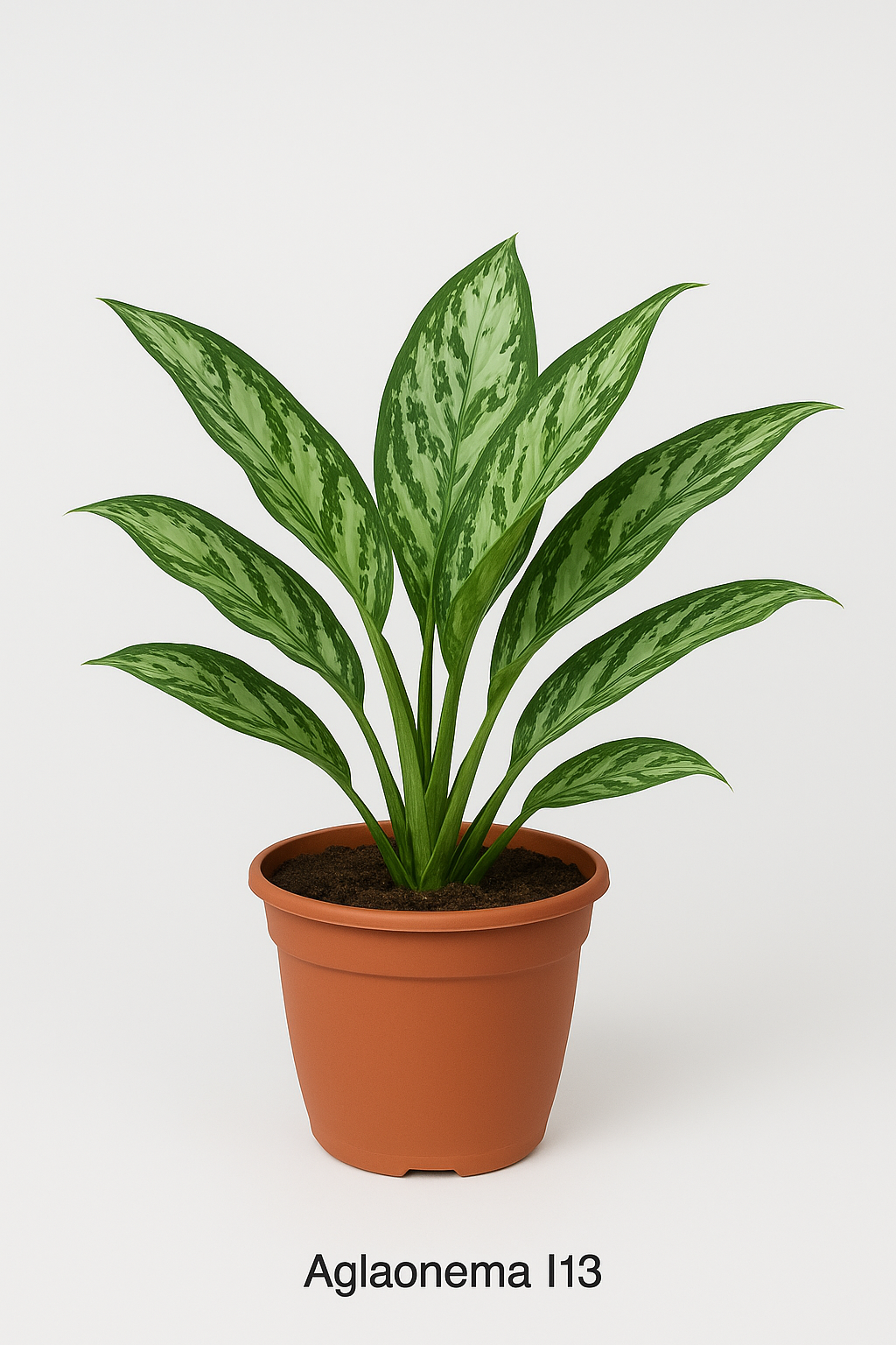 Aglaonema 