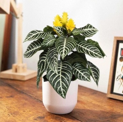 Aphelandra