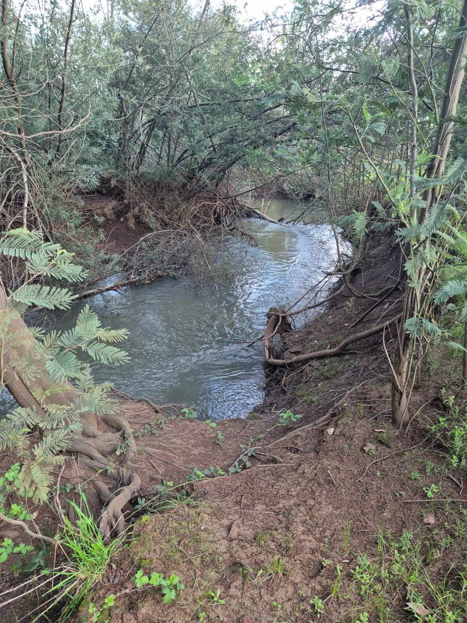 TERRENO FORESTAL / AGRÍCOLA