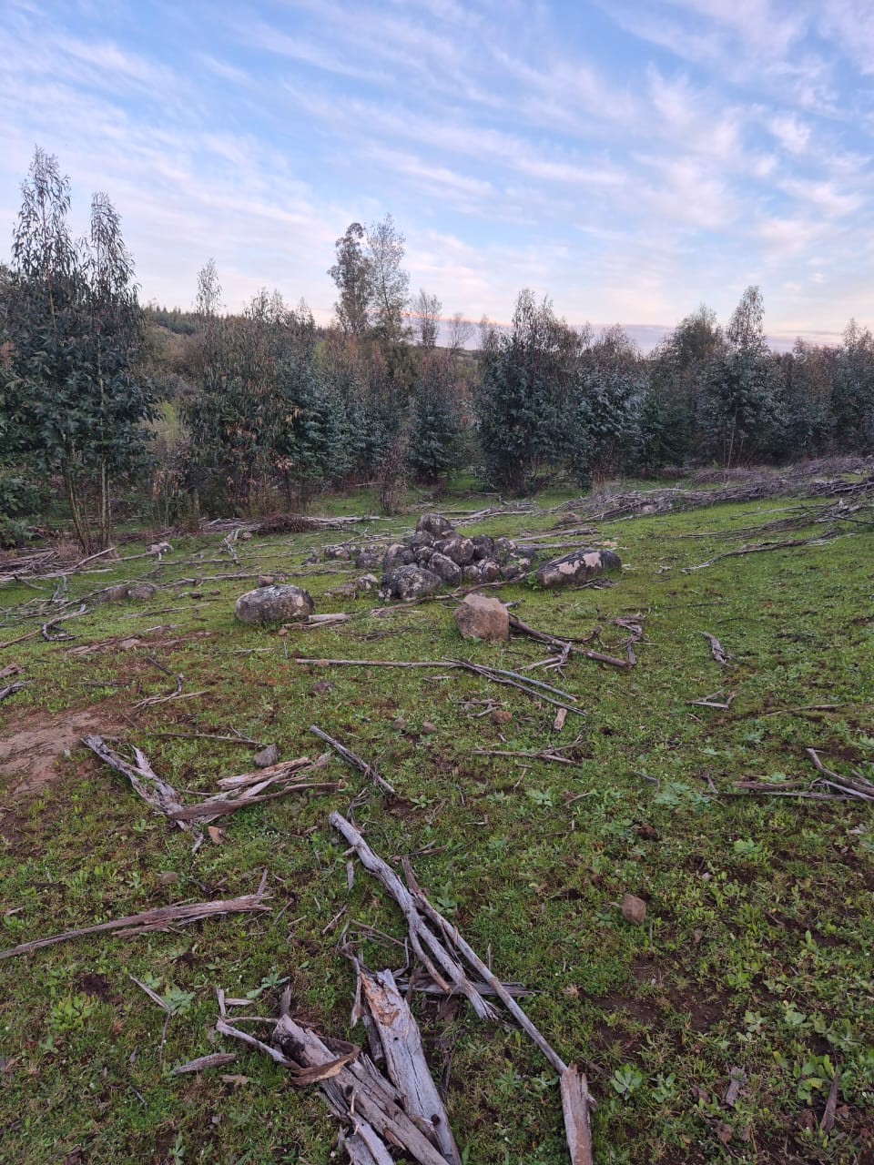 TERRENO FORESTAL / AGRÍCOLA