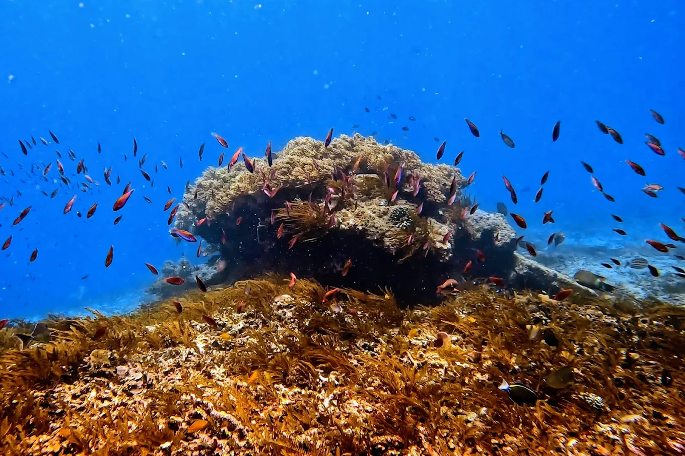 Blue Lagoon Snorkeling