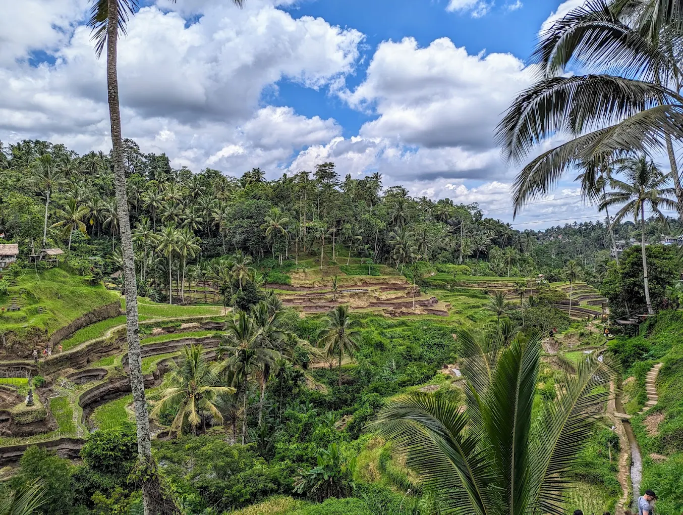Ubud's Cultural & Natural Essence: Barong Dance, Monkey Forest & Rice Terraces