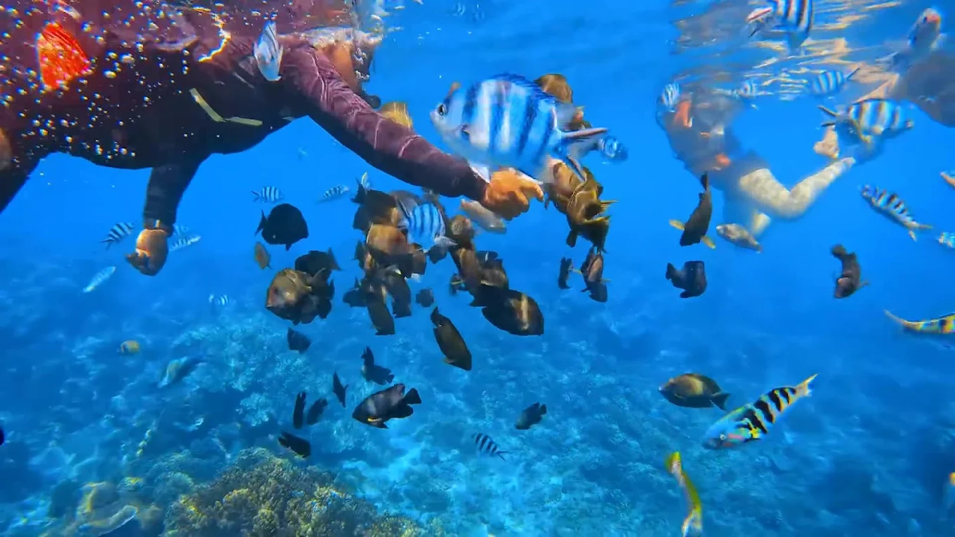 "Bali's Perfect Pairing: Dive Deep & Dine High"