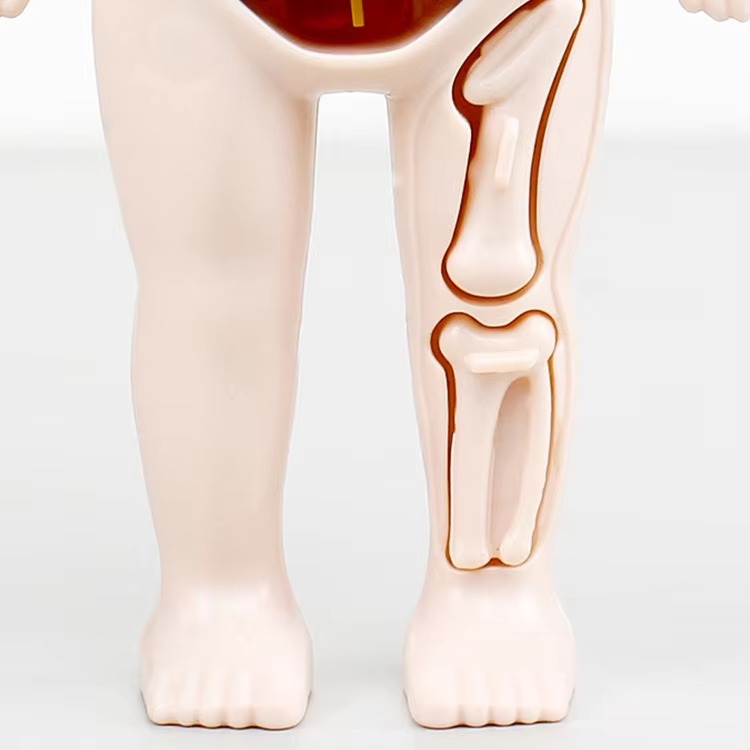 Human Anatomy Model Toy