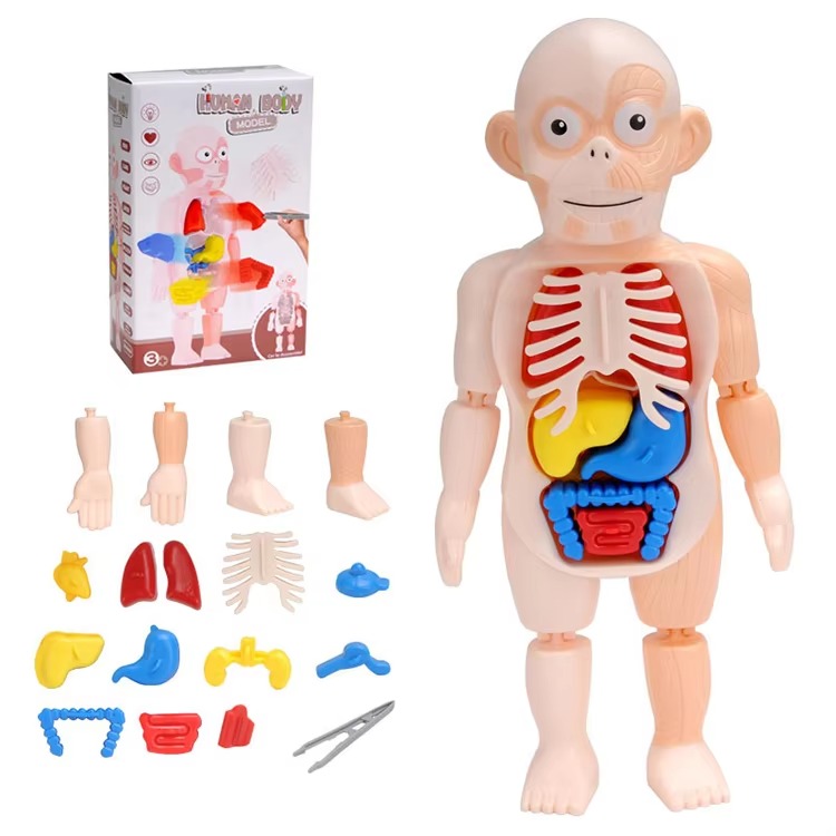 Human Anatomy Model Toy