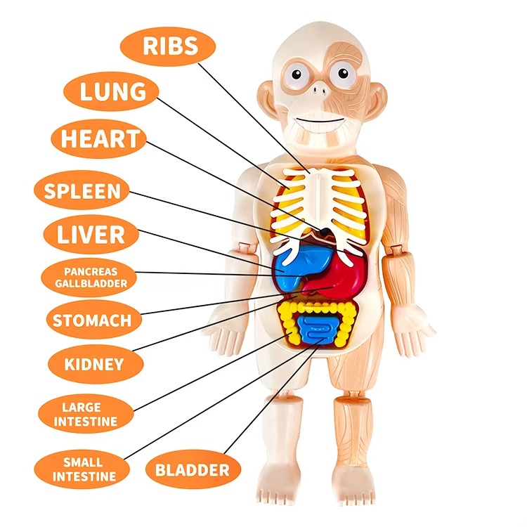 Human Anatomy Model Toy