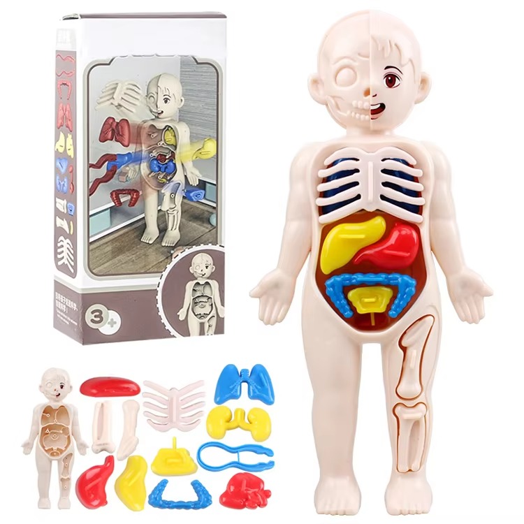 Human Anatomy Model Toy