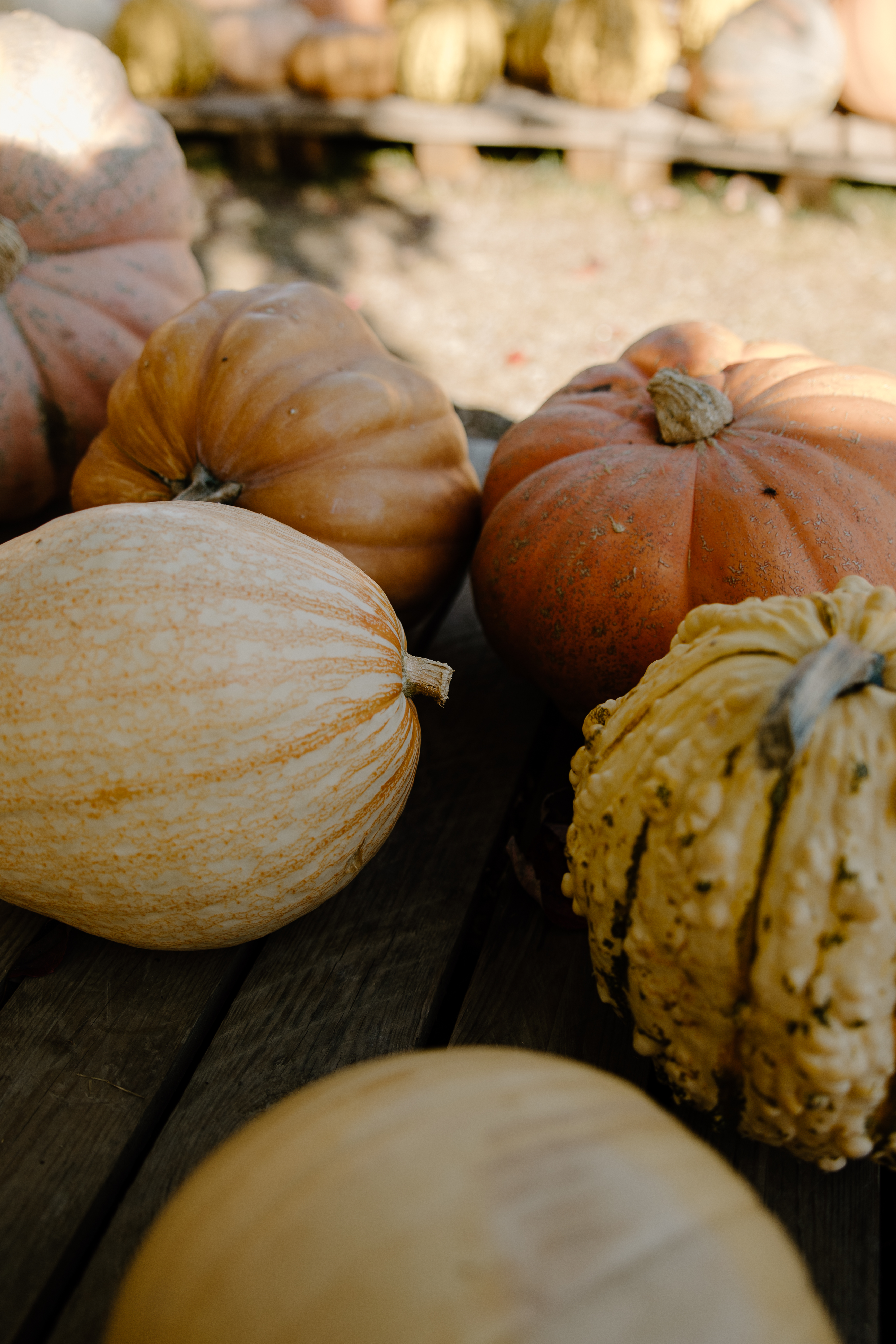 Pumpkin Drop Off