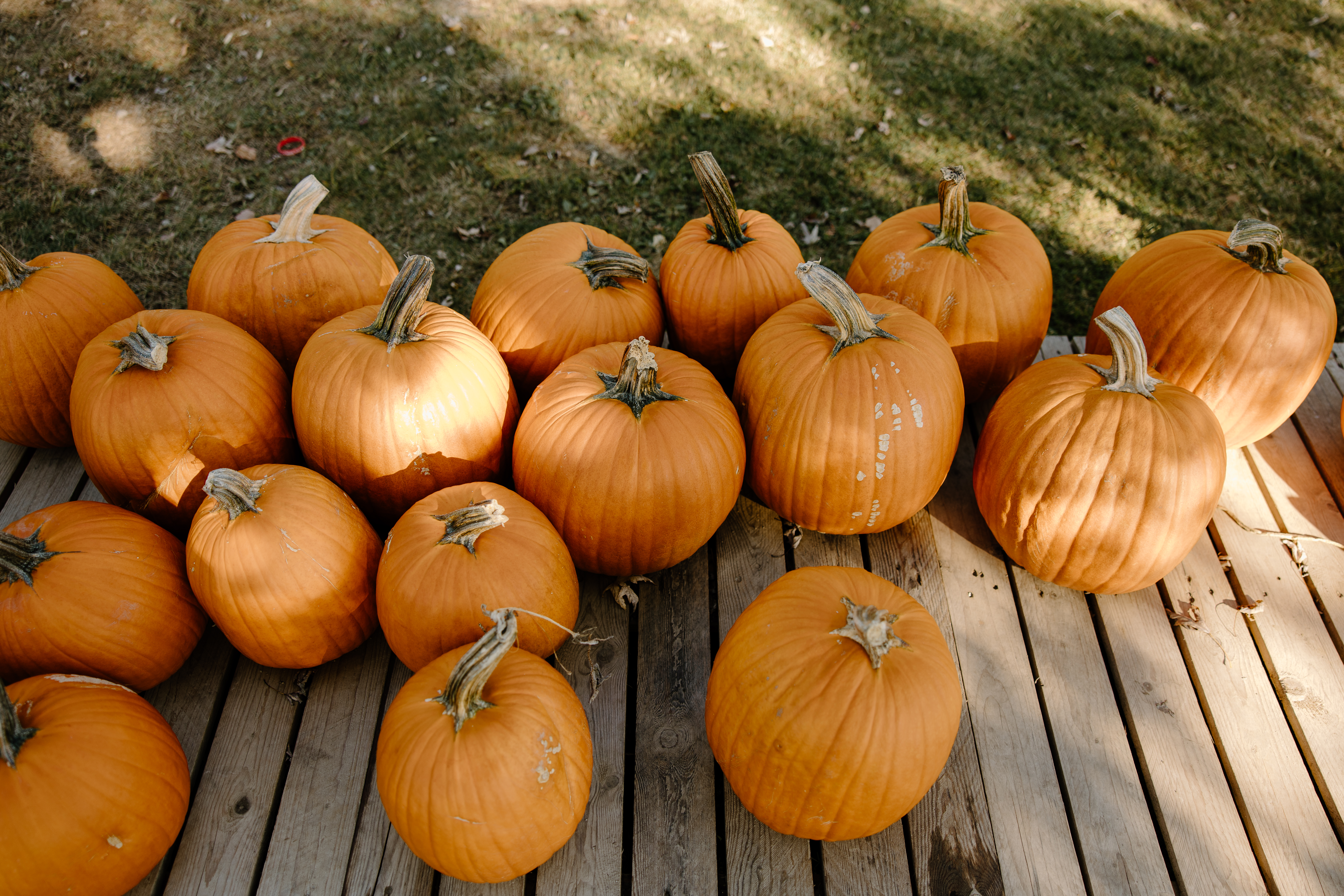 Custom Pumpkin Palette