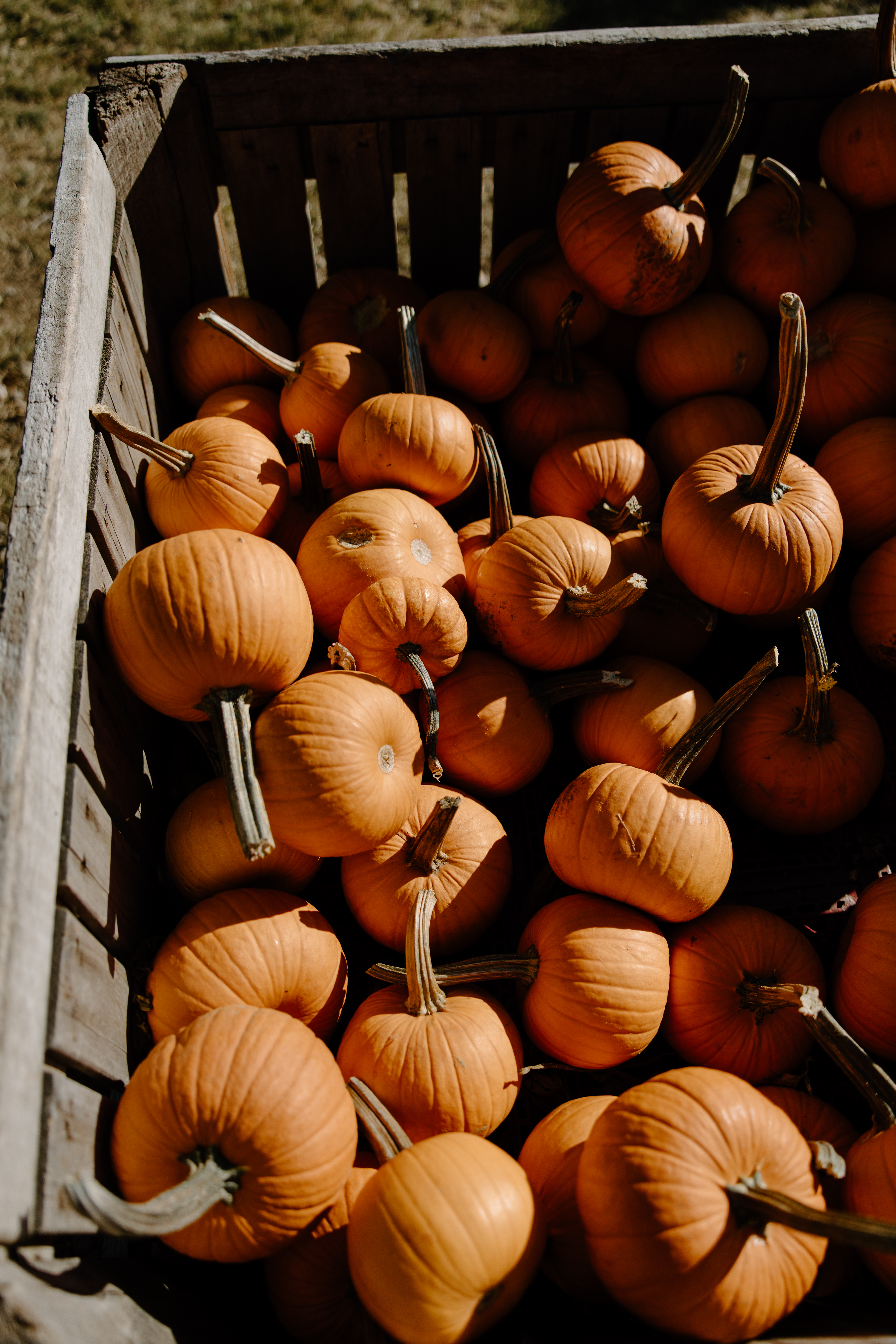 Autumn Classic 