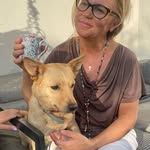 Friendly Tan Dog