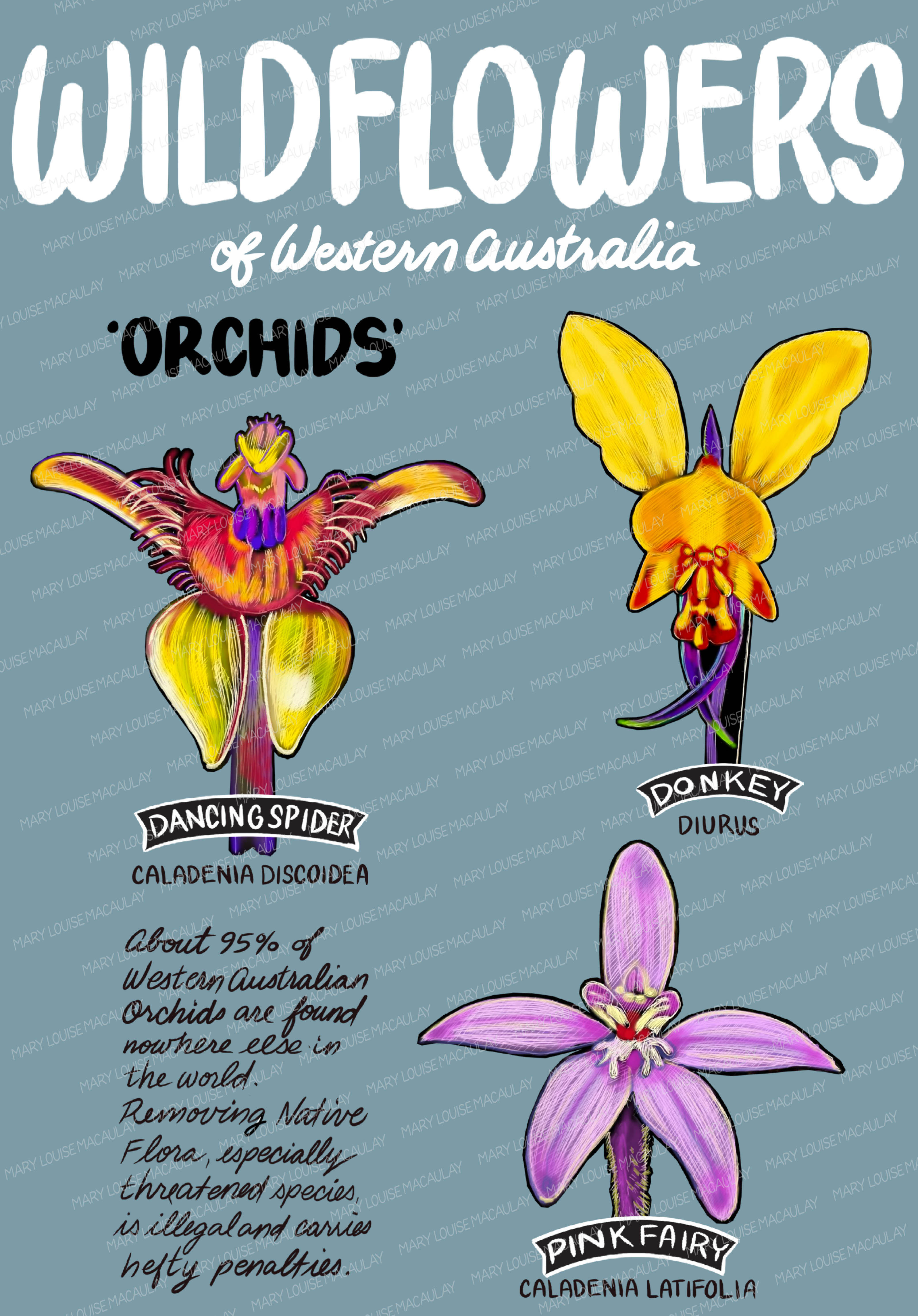 Wildflowers of Western Australia: Orchids Card