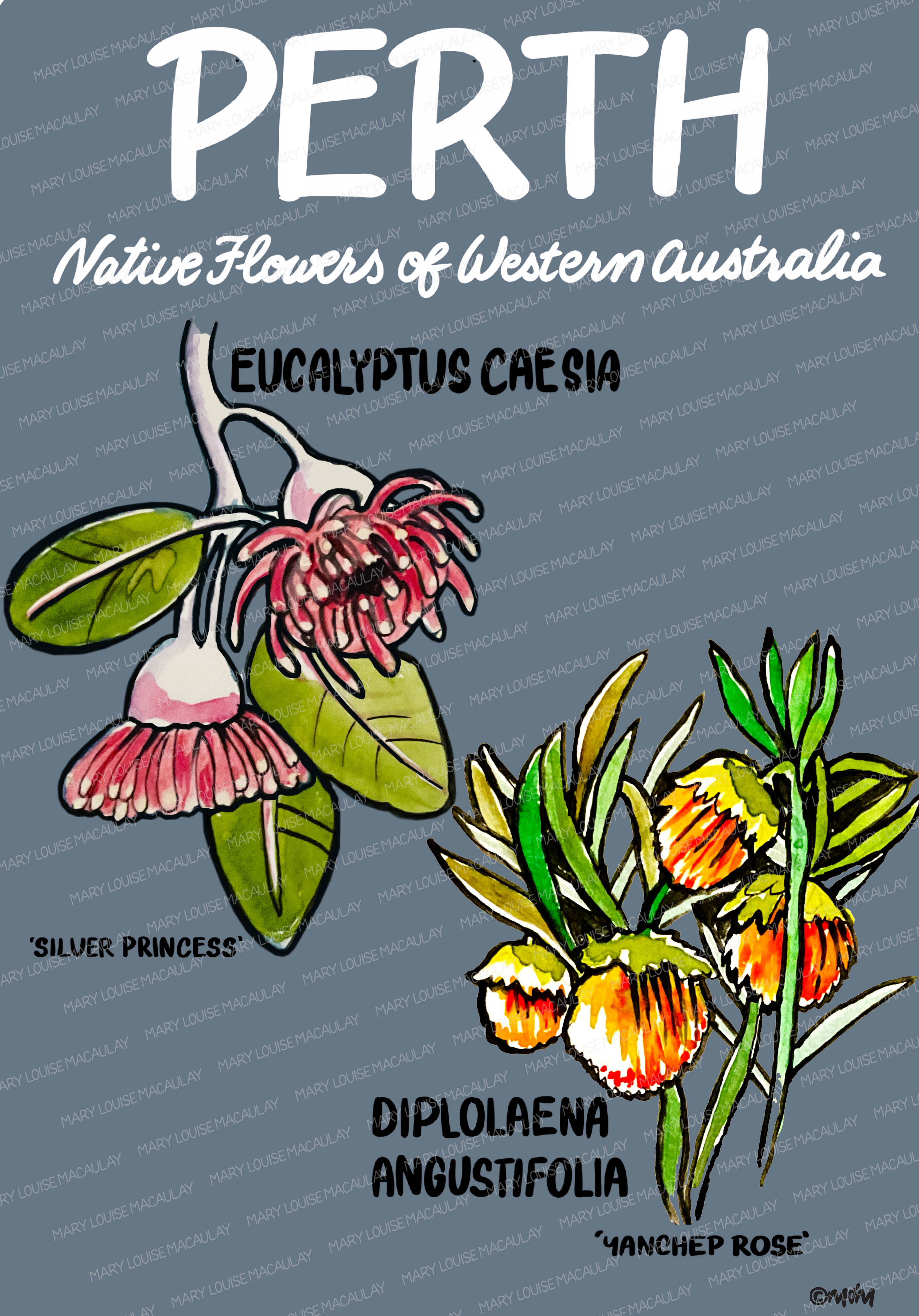 Perth Native Flowers Card