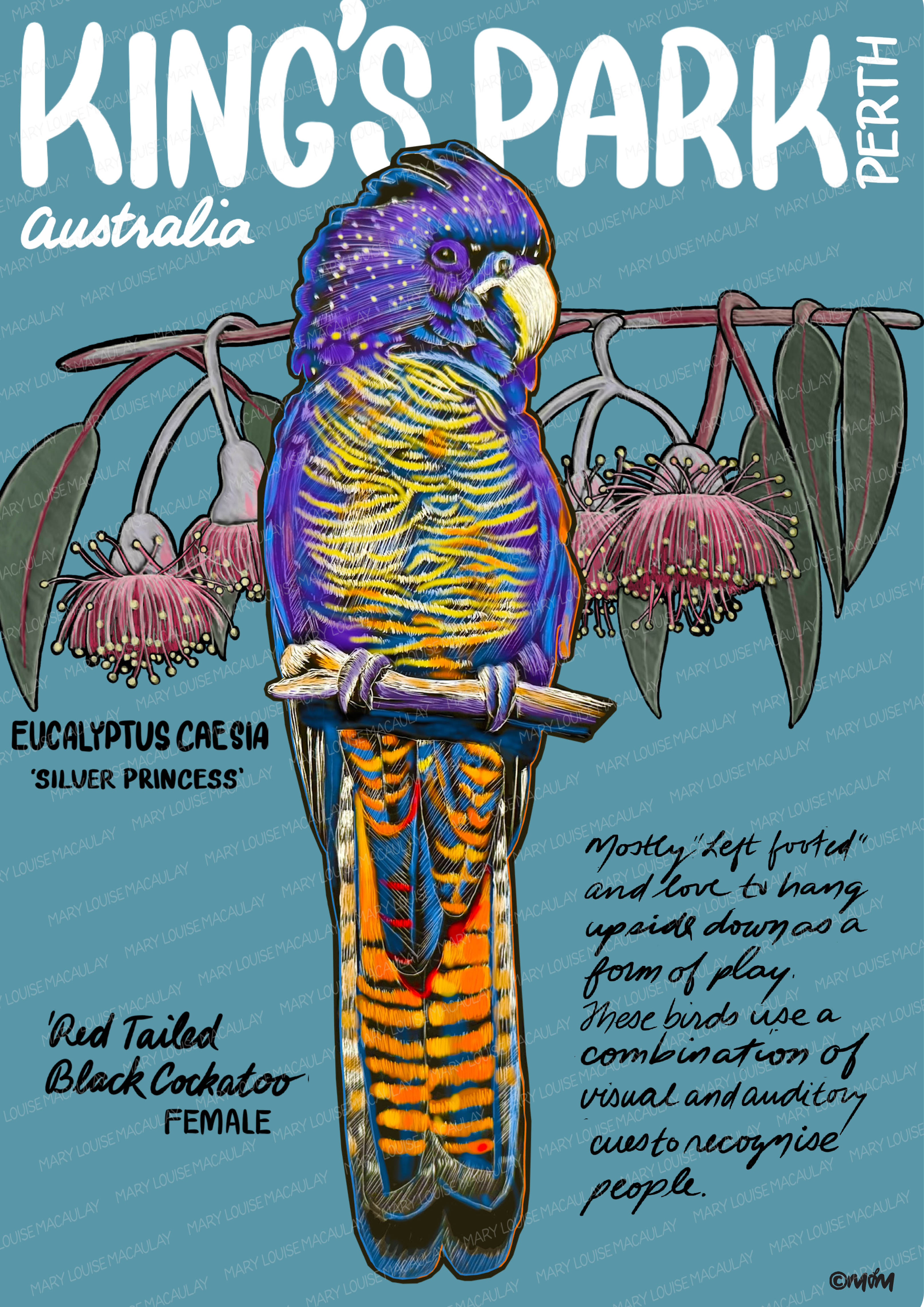 Red Tailed Black Cockatoo Female Card