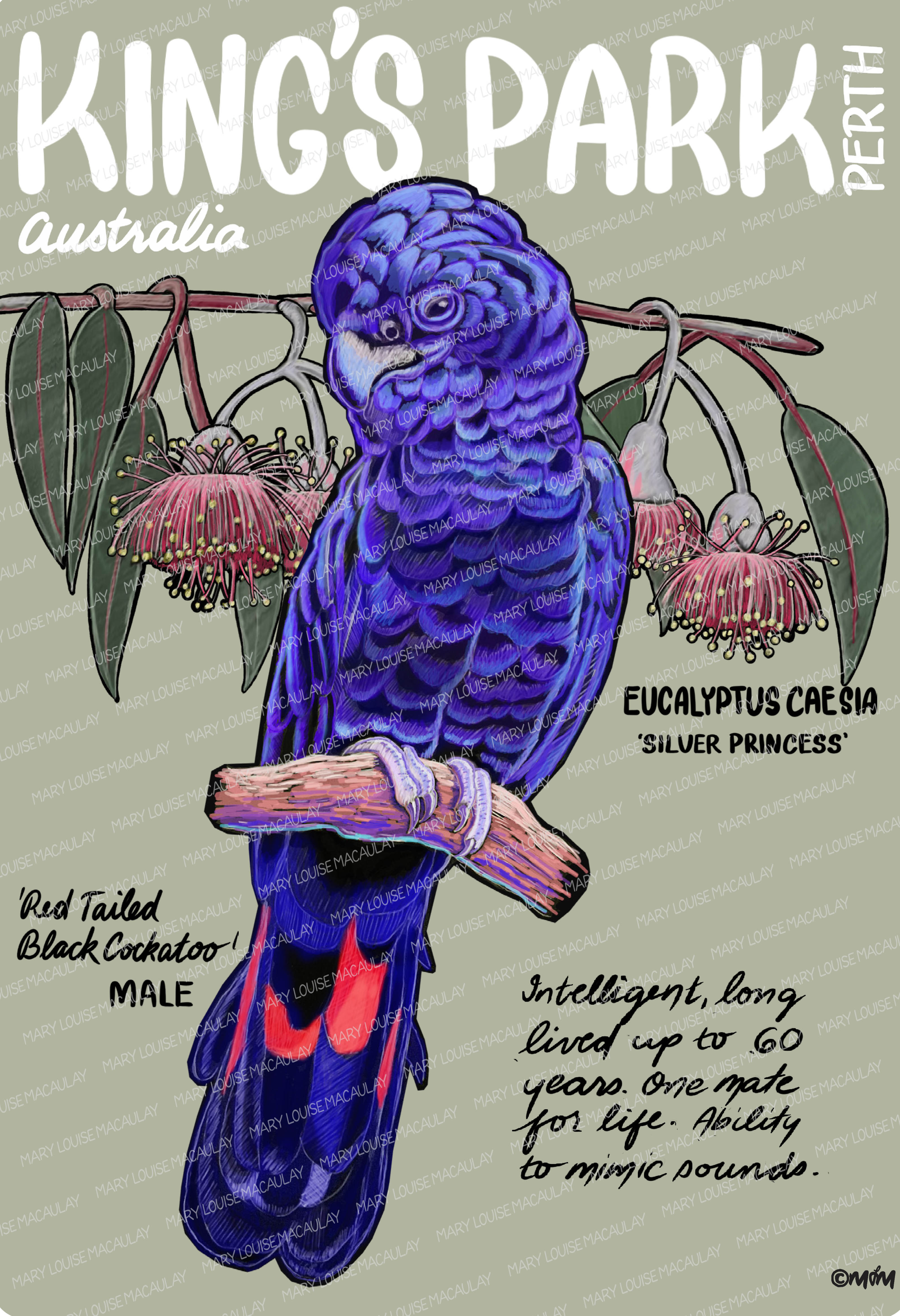 Red Tailed Black Cockatoo Card