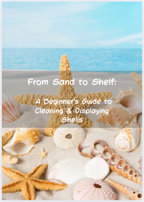 From Sand to Shelf: A Beginner's Guide to Cleaning & Displaying Shells