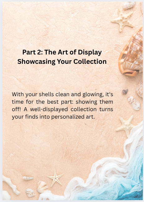 From Sand to Shelf: A Beginner's Guide to Cleaning & Displaying Shells