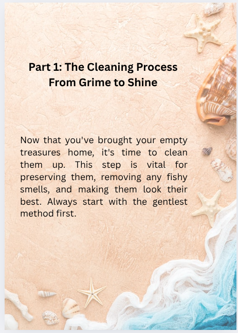 From Sand to Shelf: A Beginner's Guide to Cleaning & Displaying Shells