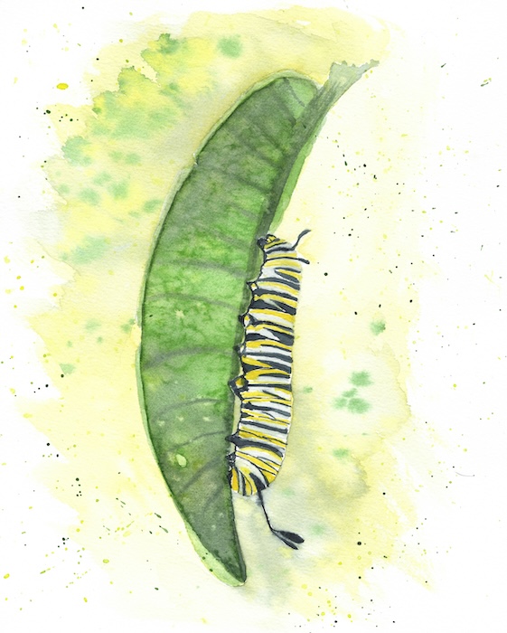 Digital Monarch Painting Set